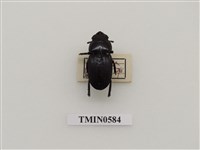 藏品(平頭大鍬型蟲)的圖片